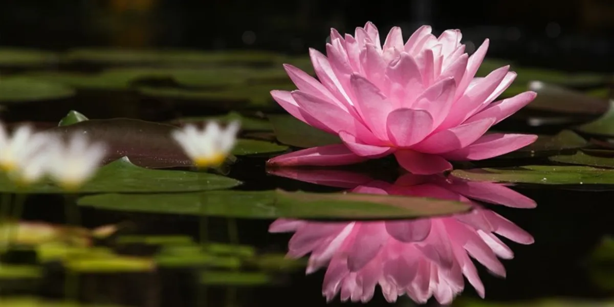 Cách chăm sóc các loại hoa để ra hoa quanh năm