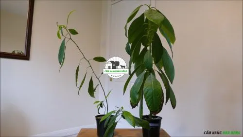 Cách chăm sóc cây bơ trồng trong chậu, cây bơ non đang phát triển trong chậu đất