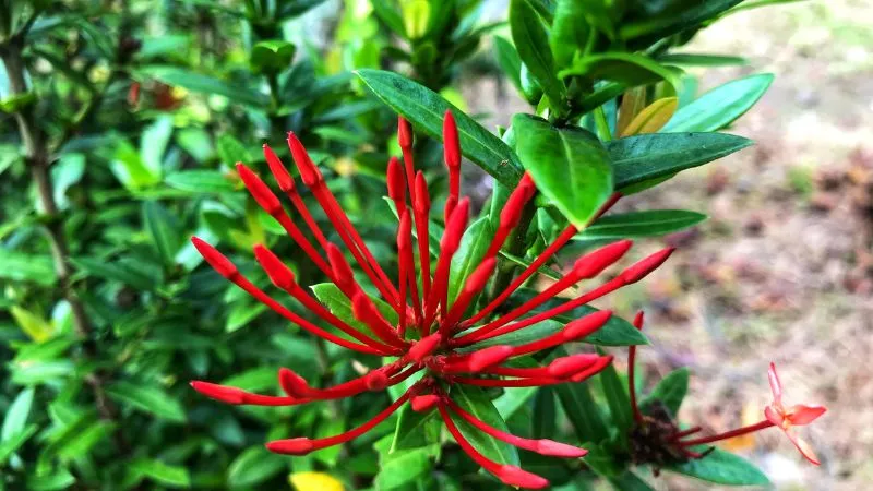 Cách chăm sóc cây bông trang