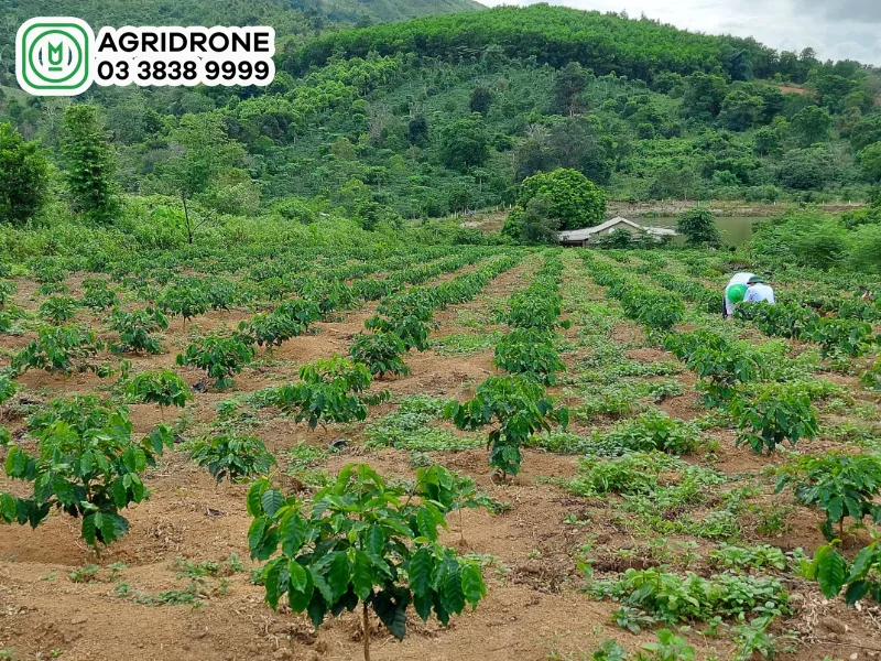 cách chăm sóc cây cà phê mới trồng hiệu quả