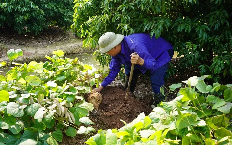 Cách chăm sóc cây củ đậu