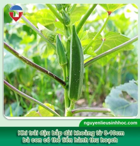 Cách Trồng Cây Đậu Bắp Trong Chậu Từ A Đến Z Đạt Năng Suất Cao