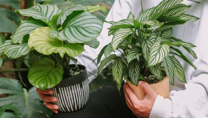 cách chăm sóc cây đuôi công trong nhà