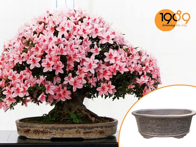 Cách Chăm Sóc Cây Đỗ Quyên Sau Tết Phục Hồi Sức Sống