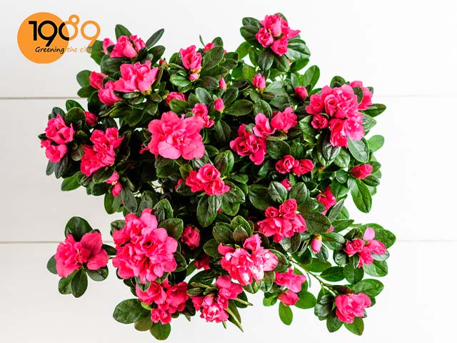 Cách Chăm Sóc Cây Đỗ Quyên Sau Tết Phục Hồi Sức Sống