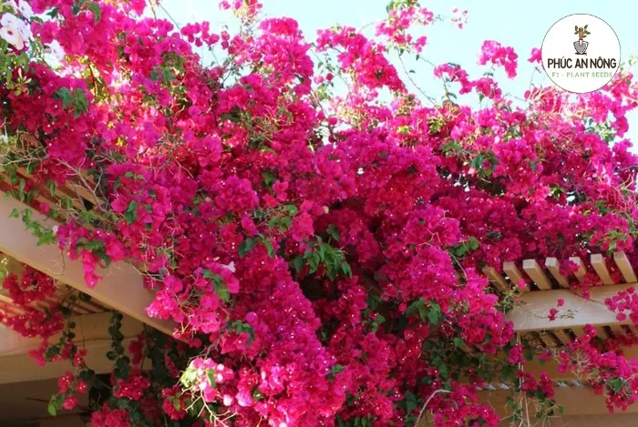 Cách chăm sóc cây hoa giấy ra bông đúng dịp Tết