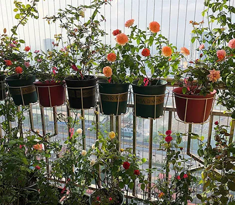 cách chăm sóc cây hoa hồng mùa hè bằng cách đặt chậu ở vị trí thoáng gió