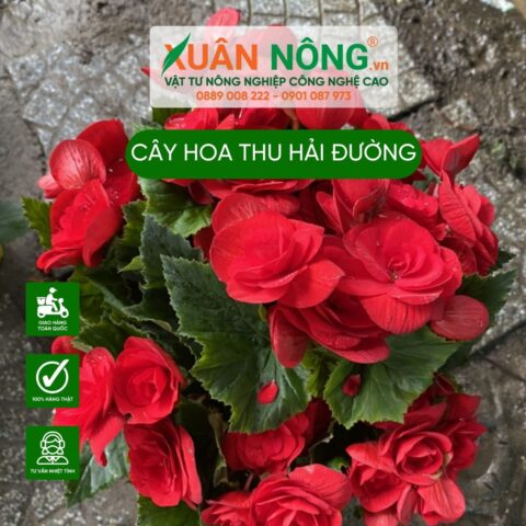 Cách Trồng Và Chăm Sóc Cây Hải Đường Chi Tiết Chuẩn Chuyên Gia