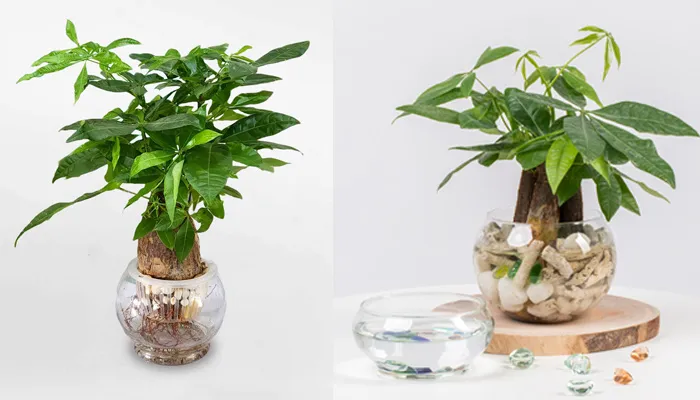 Cách chăm sóc cây kim ngân thủy sinh tươi tốt quanh năm