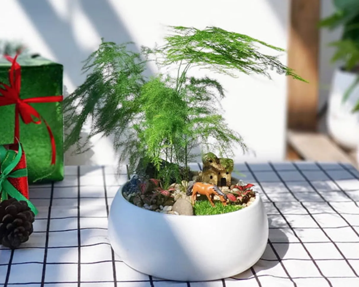 Cách chăm sóc cây Kim Thủy Tùng