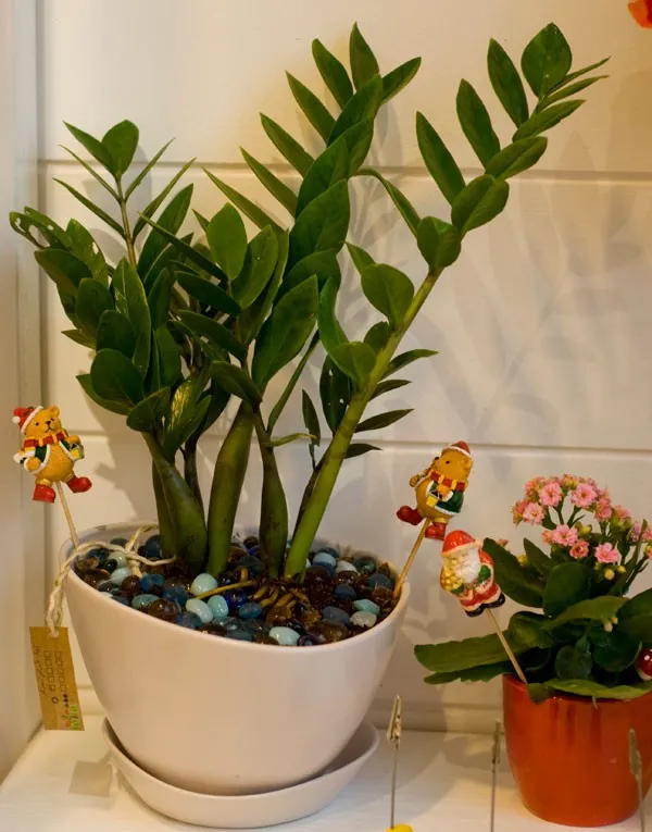 cách chăm sóc cây kim tiền bằng cách tưới nước đúng cách