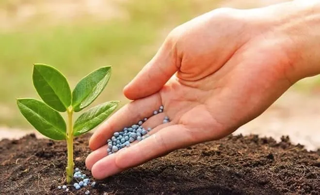 cách chăm sóc cây kim tiền để trong nhà