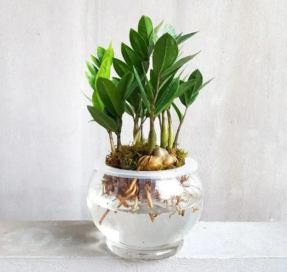 Cách chăm sóc cây kim tiền trồng trong nước