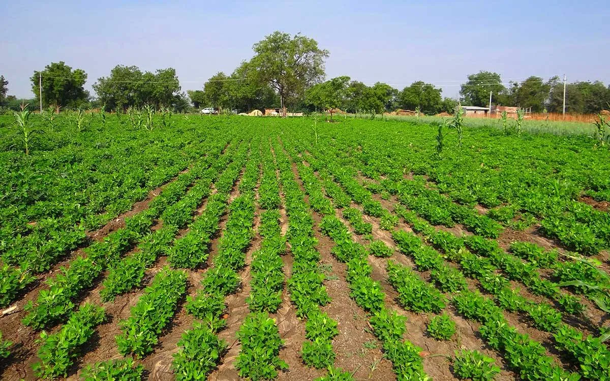 Cách chăm sóc cây lạc năng suất nhất