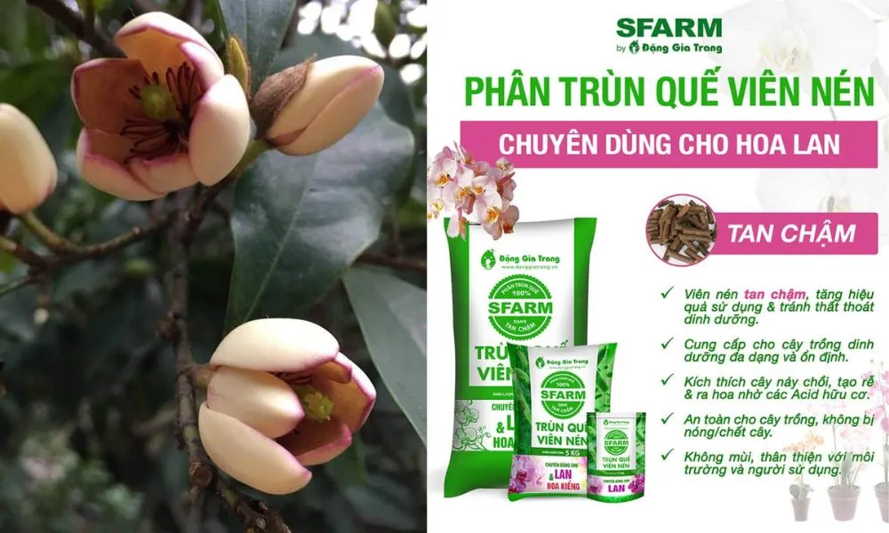 Cách chăm sóc cây lan tiêu ra hoa đẹp là dùng phân trùn quế viên nén