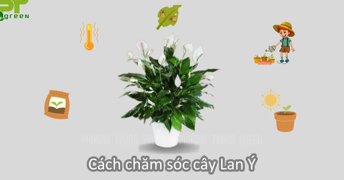 Cách chăm sóc cây Lan Ý phát triển tươi tốt, mô tả cây Lan Ý xanh tươi trong chậu đặt trên bàn gỗ, cạnh cửa sổ nhận ánh sáng gián tiếp