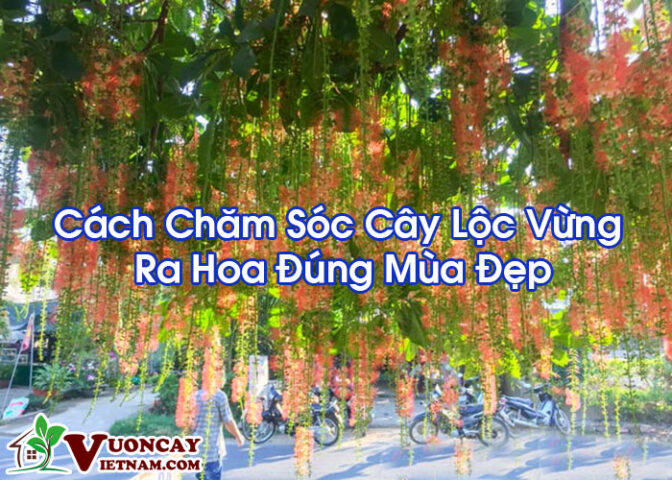 Cách Chăm Cây Lộc Vừng Ra Hoa Đúng Độ, Bung Tán Đẹp Chuẩn Chuyên Gia