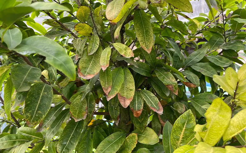 Cách Chăm Sóc Cây Mai Bị Suy Yếu Vàng Lá Phục Hồi Hiệu Quả Nhất