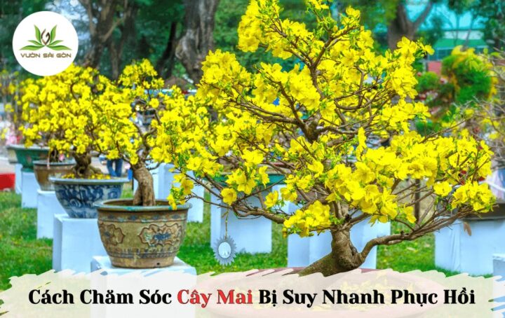 Cách Chăm Cây Mai Bị Suy Phục Hồi Nhanh Chóng Sau Tết