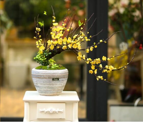 Cách Chăm Sóc Cây Mai Mới Bứng Vào Chậu Chuẩn Kỹ Thuật Chuyên Gia