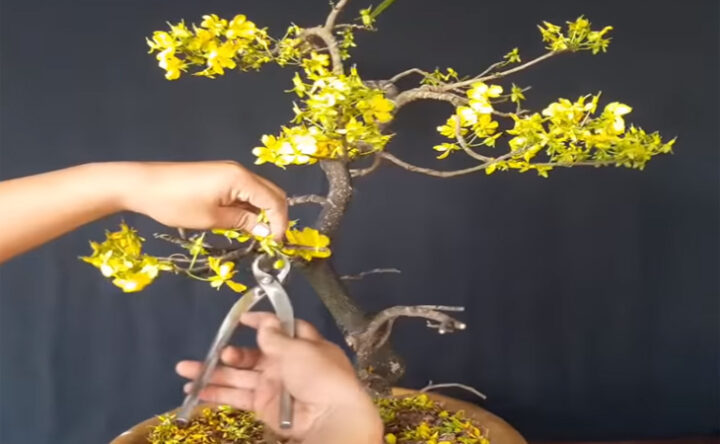 Cách Chăm Sóc Cây Mai Sau Ngày Tết: Hướng Dẫn Chi Tiết A-Z Phục Hồi Mai Vàng