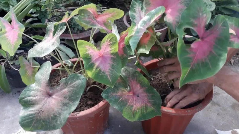 Cách chăm sóc cây môn kiểng