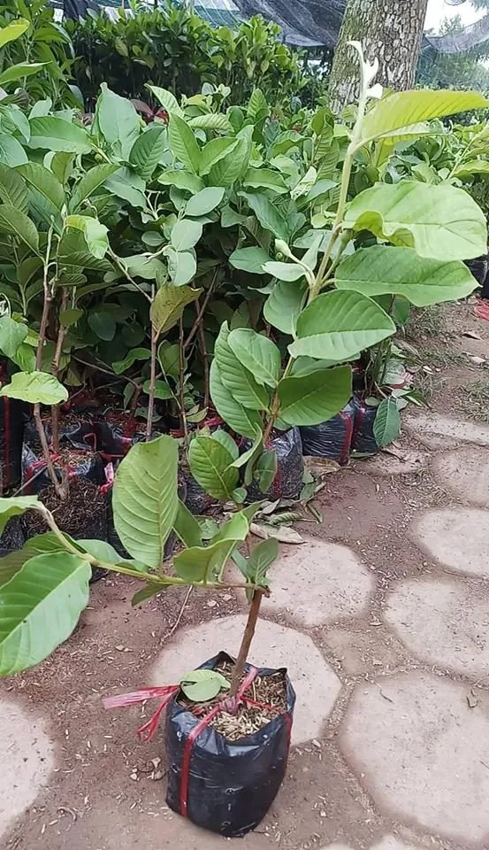 Cách chăm sóc cây ổi giống an toàn