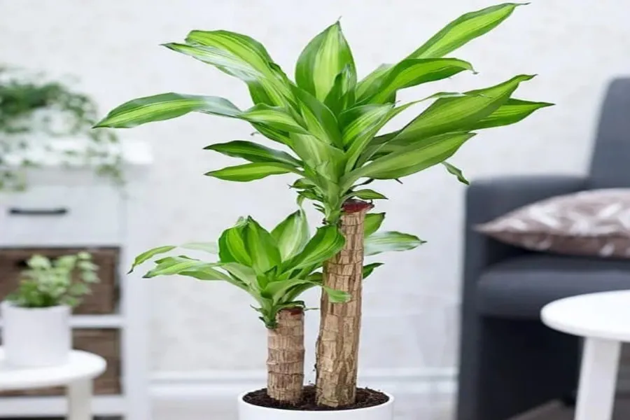 Cách chăm sóc cây phát tài trong nhà khỏe mạnh với môi trường ánh sáng phù hợp