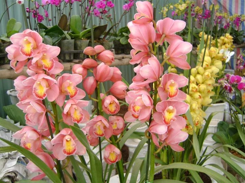 Cách chăm sóc cây phong lan ra hoa đúng dịp