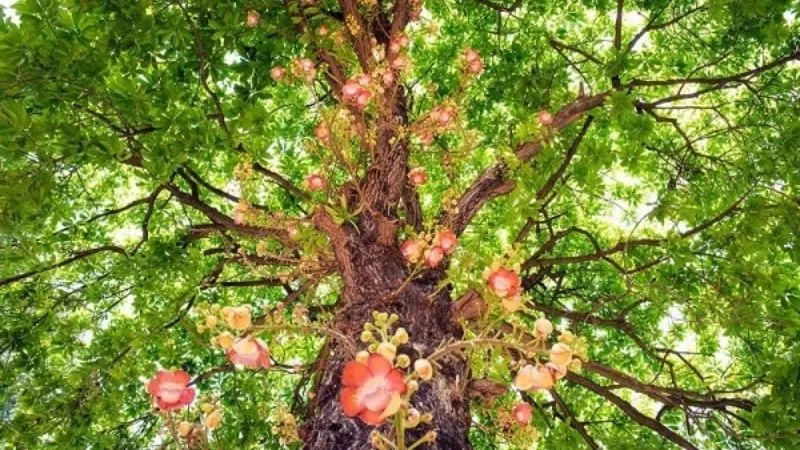 Cách chăm sóc cây sala