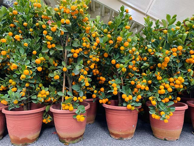 Cách Chăm Sóc Cây Tắc Toàn Diện Trước, Trong Và Sau Tết Nguyên Đán