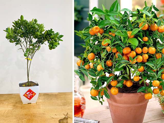 Cách Chăm Sóc Cây Tắc Toàn Diện Trước, Trong Và Sau Tết Nguyên Đán