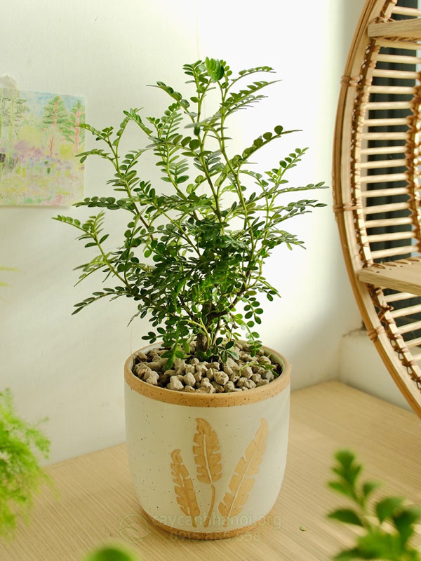 Cây Si Có Nên Trồng Trong Nhà: Phân Tích Phong Thủy Và Kỹ Thuật Trồng