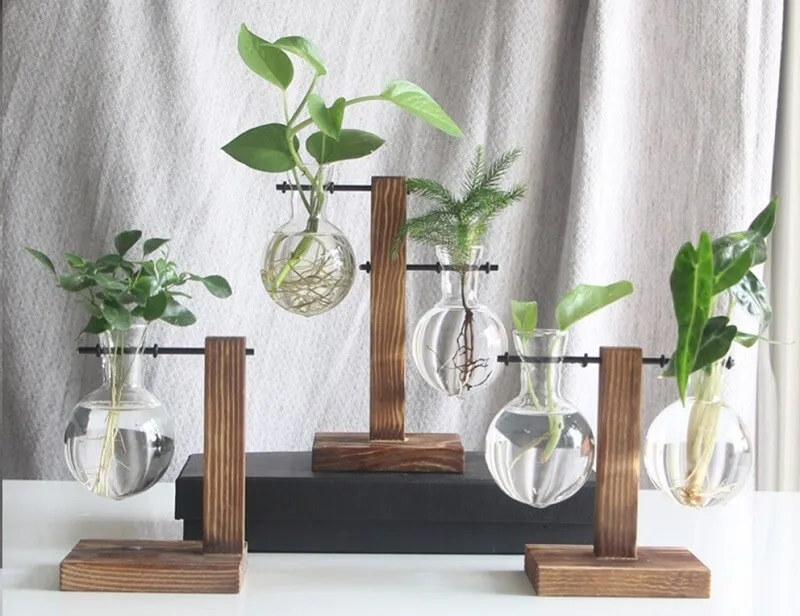 cách chăm sóc cây thủy sinh để bàn