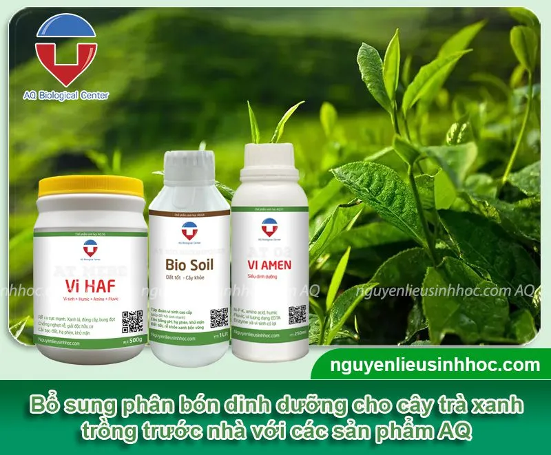cach-cham-soc-cay-tra-xanh-trong-truoc-nha.jpg