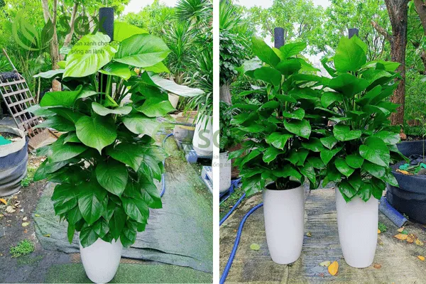 Cách Chăm Sóc Cây Trầu Bà Leo Cột Với Cọc Rêu