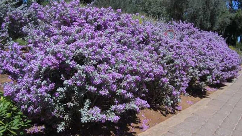 Cách chăm sóc cây tuyết sơn phi hồng, ưu tiên ánh sáng tự nhiên và chế độ tưới hợp lý