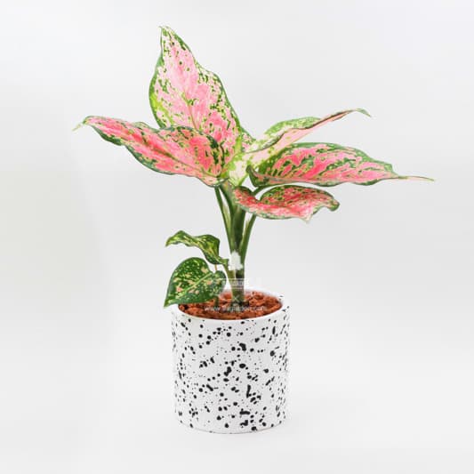 Cách Chăm Sóc Cây Vạn Lộc: Bí Quyết Phát Triển Rực Rỡ Và Thu Hút Tài Lộc