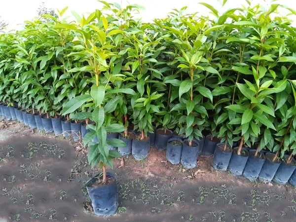 Cách chăm sóc cây vối sau khi trồng