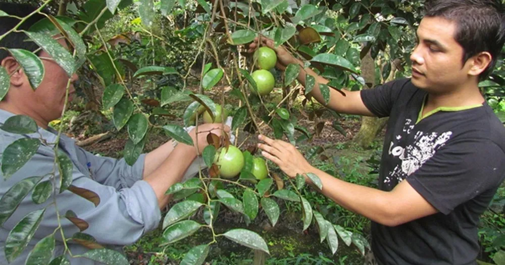 Cách chăm sóc cây vú sữa