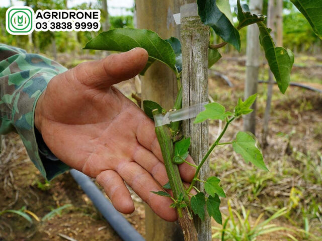 Cách Chăm Sóc Cây Chanh Leo Chuẩn Kỹ Thuật Giúp Đạt Năng Suất Cao Bền Vững