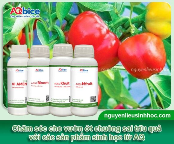 Cách Trồng Cây Ớt Ngọt Hiệu Quả và Đạt Năng Suất Cao