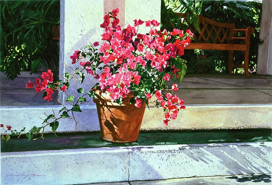 Cách chăm sóc hoa giấy nở đúng tết - cach cham soc hoa giay no dung tet 1