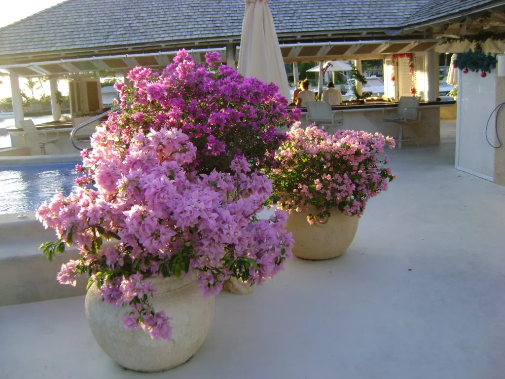 Cách chăm sóc hoa giấy nở đúng tết - cach cham soc hoa giay no dung tet 2