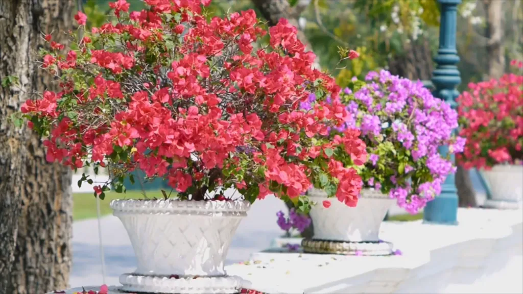 Cách chăm sóc hoa giấy nở đúng tết - cach cham soc hoa giay no dung tet