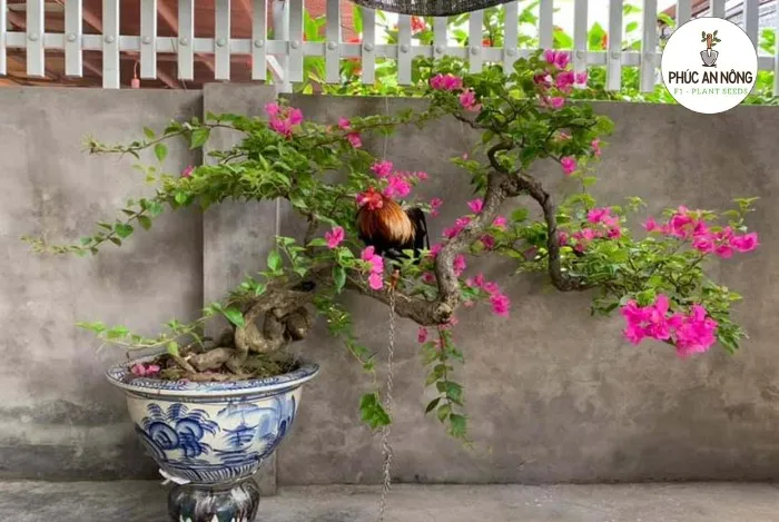 Cách chăm sóc hoa giấy trong chậu nở hoa quanh năm