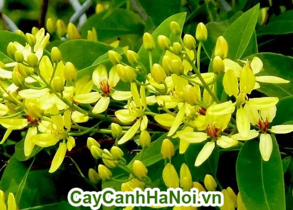 Cách chăm sóc hoa hoàng yến cần chú trọng đến chất lượng đất trồng và thoát nước