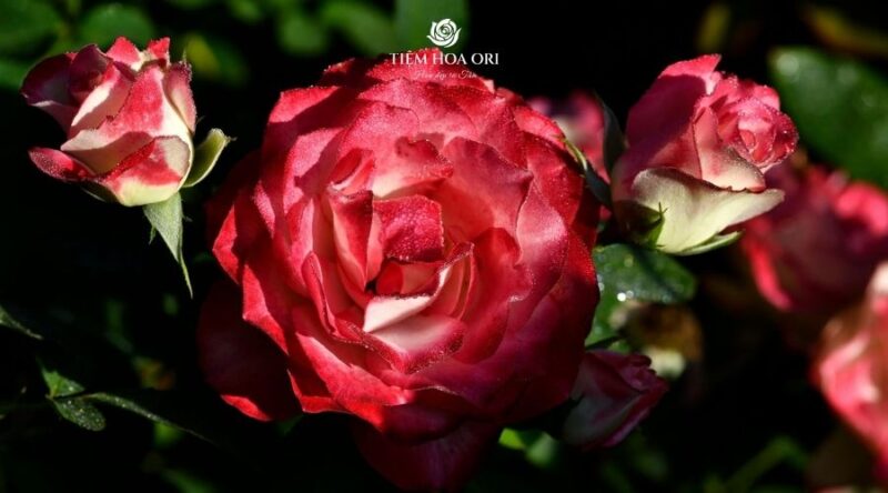 cách Chăm Sóc Hoa Hồng Red Fairy: Kỹ Thuật Trồng Và Kích Thích Hoa Nở Rộ