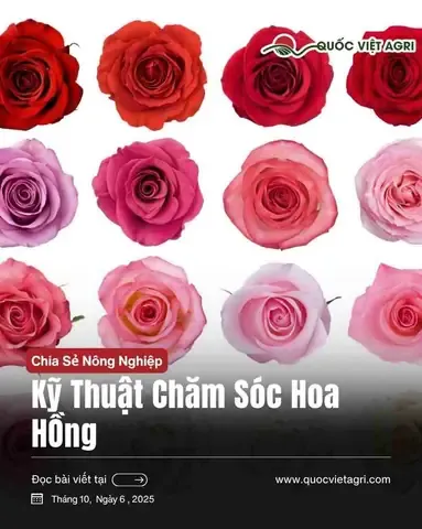 Cách Chăm Sóc Hoa Hồng Sau Khi Sang Chậu Chuẩn Kỹ Thuật Giúp Cây Phục Hồi Nhanh