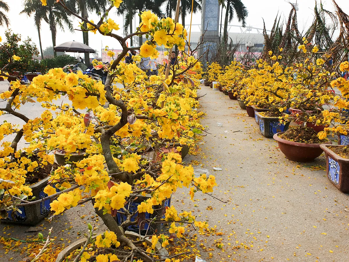 Cách chăm sóc hoa mai nở đúng dịp Tết bằng việc tuốt lá đúng lịch